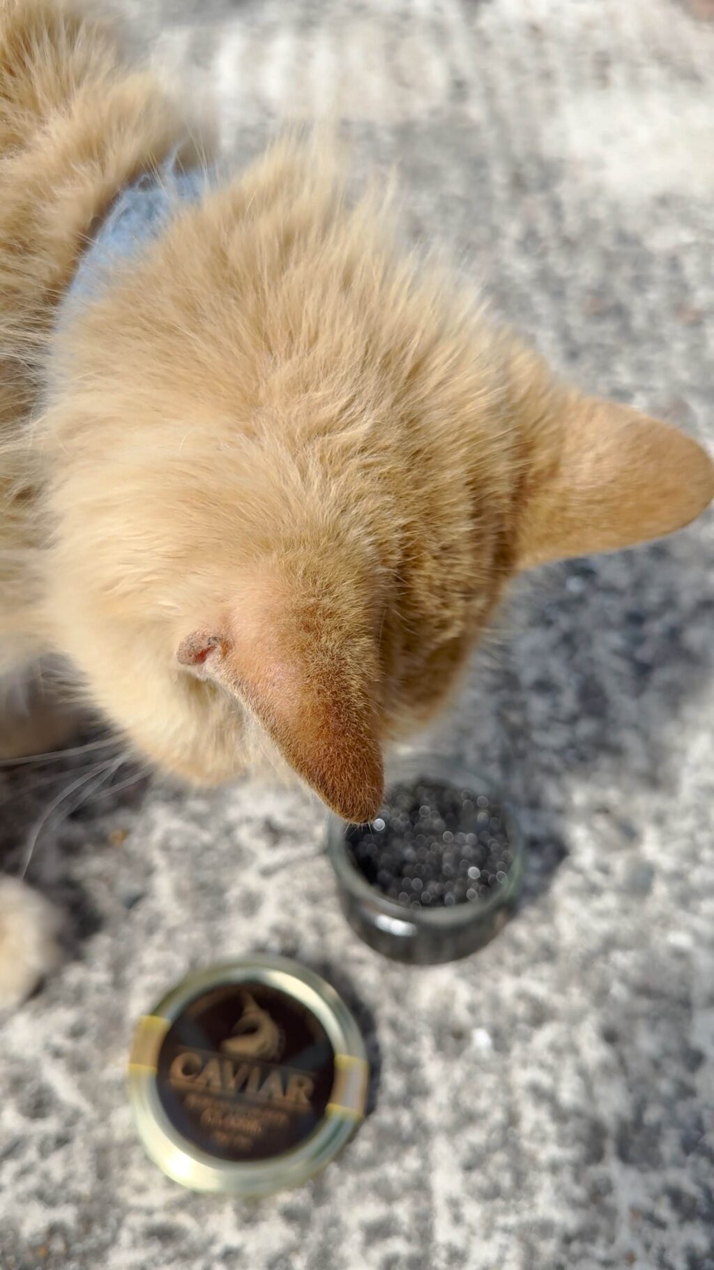 The cat and the caviar – playful luxury lifestyle